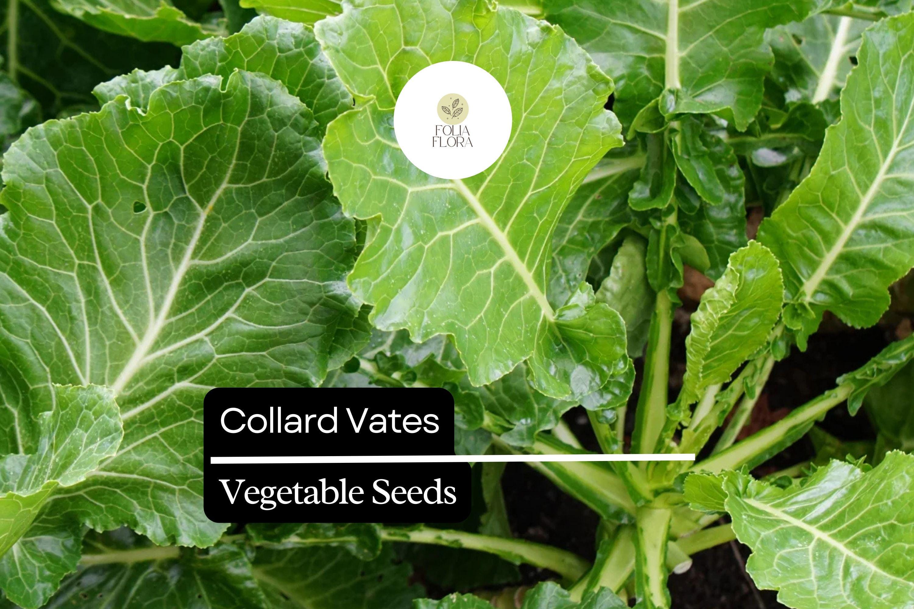 1g Collard Vates Seeds Brassica oleracea | Cold-Hardy, Nutritious Heirloom Greens for Garden & Containers