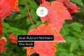 10 Seeds Acer rubrum Northern â€“ Red Maple, Vibrant Autumn Foliage Shade Tree