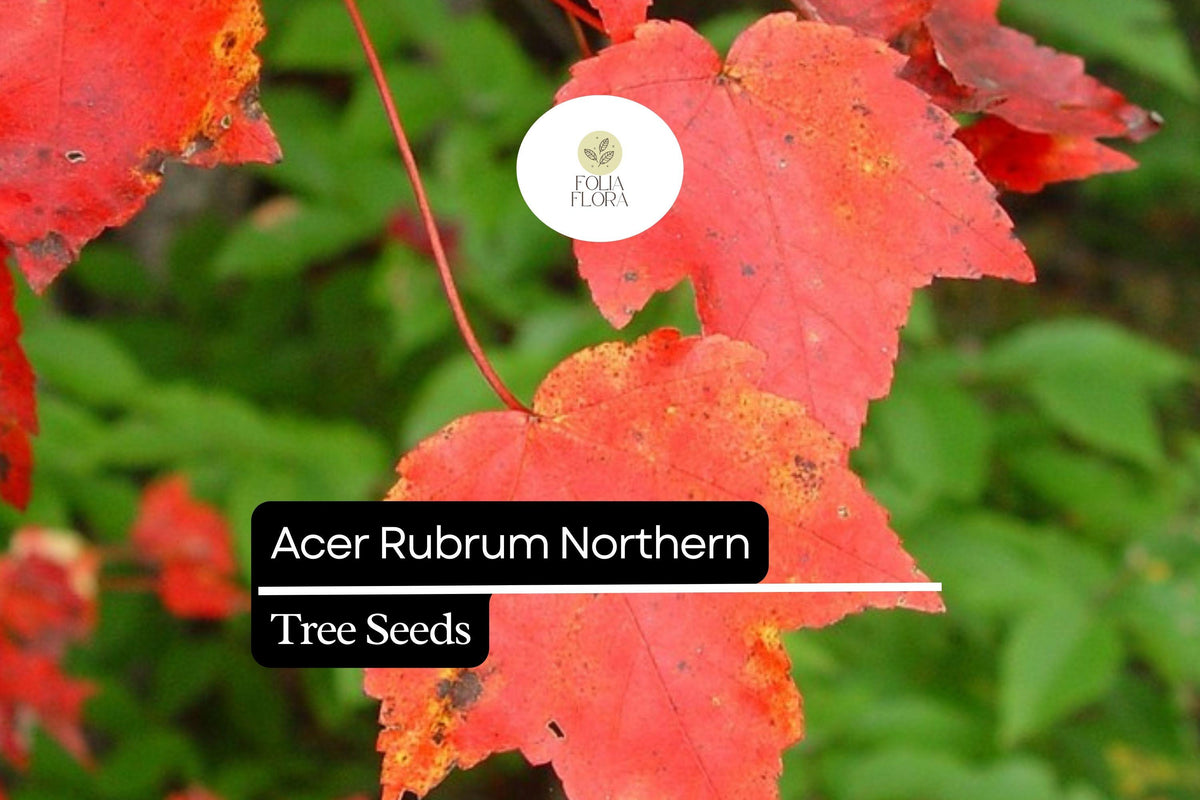 10 Seeds Acer rubrum Northern â€“ Red Maple, Vibrant Autumn Foliage Shade Tree