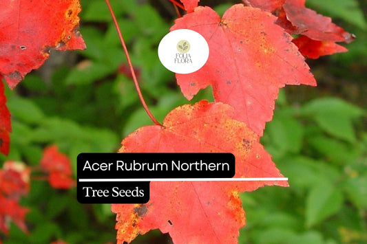 10 Seeds Acer rubrum Northern â€“ Red Maple, Vibrant Autumn Foliage Shade Tree