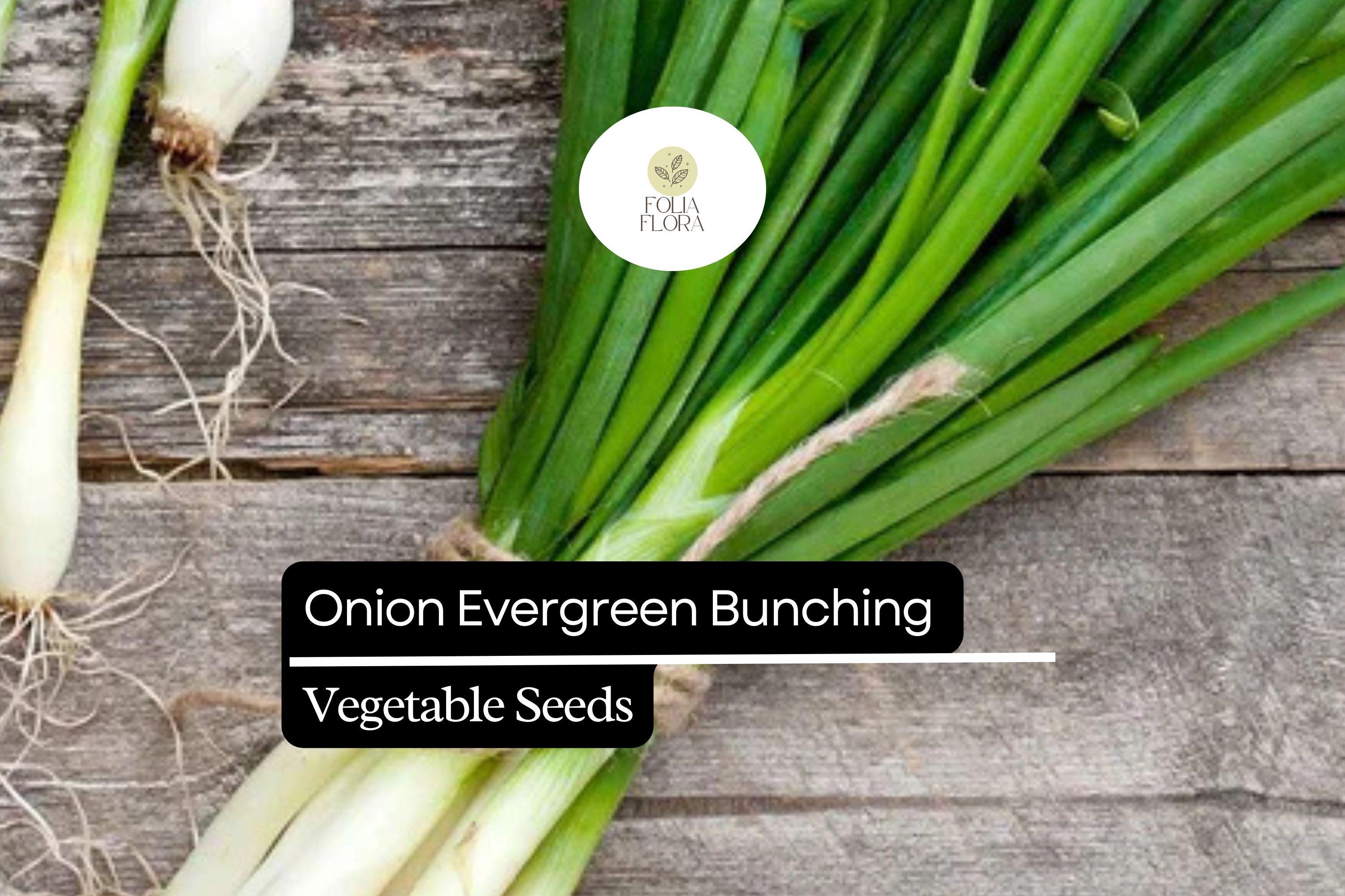 250mg Onion Evergreen Bunching Seeds â€“ Allium fistulosum, Hardy Green Onion Vegetable
