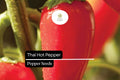 30 Seeds Thai Hot Pepper, Heirloom Spicy Chili Pepper, Compact and High-Yielding