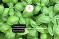 300 Seeds Sweet Basil â€“ Ocimum basilicum, Classic Culinary Herb for Cooking & Gardening