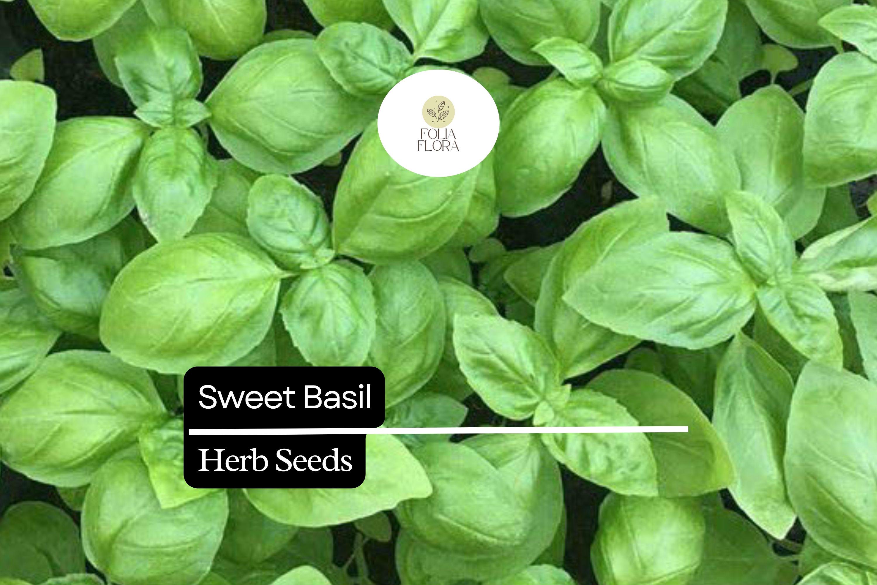 300 Seeds Sweet Basil â€“ Ocimum basilicum, Classic Culinary Herb for Cooking & Gardening