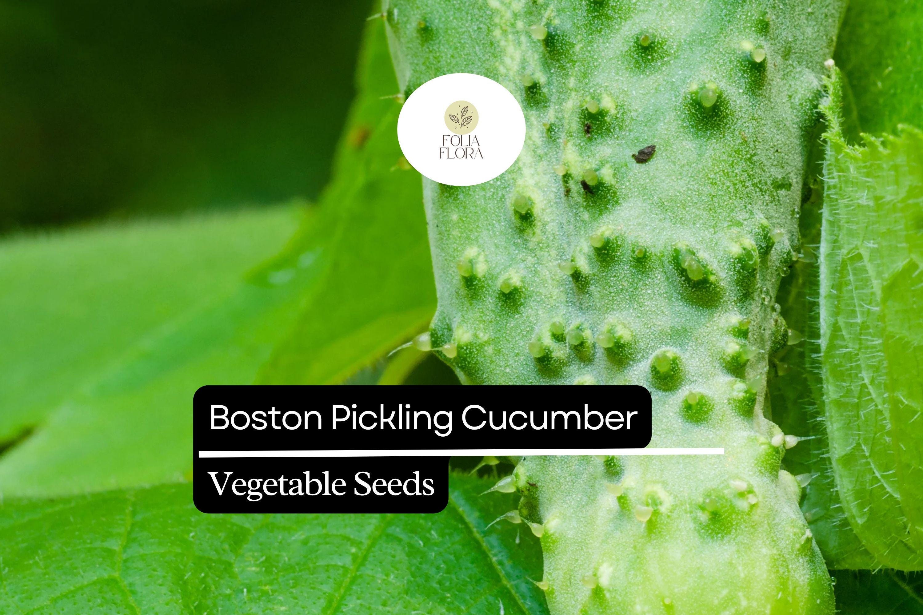 50 Seeds Boston Pickling Cucumber â€“ Cucumis sativus, Heirloom Variety for Crisp Pickles