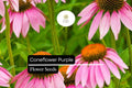 400 Seeds Purple Coneflower â€“ Echinacea purpurea, Perennial Flower for Pollinators