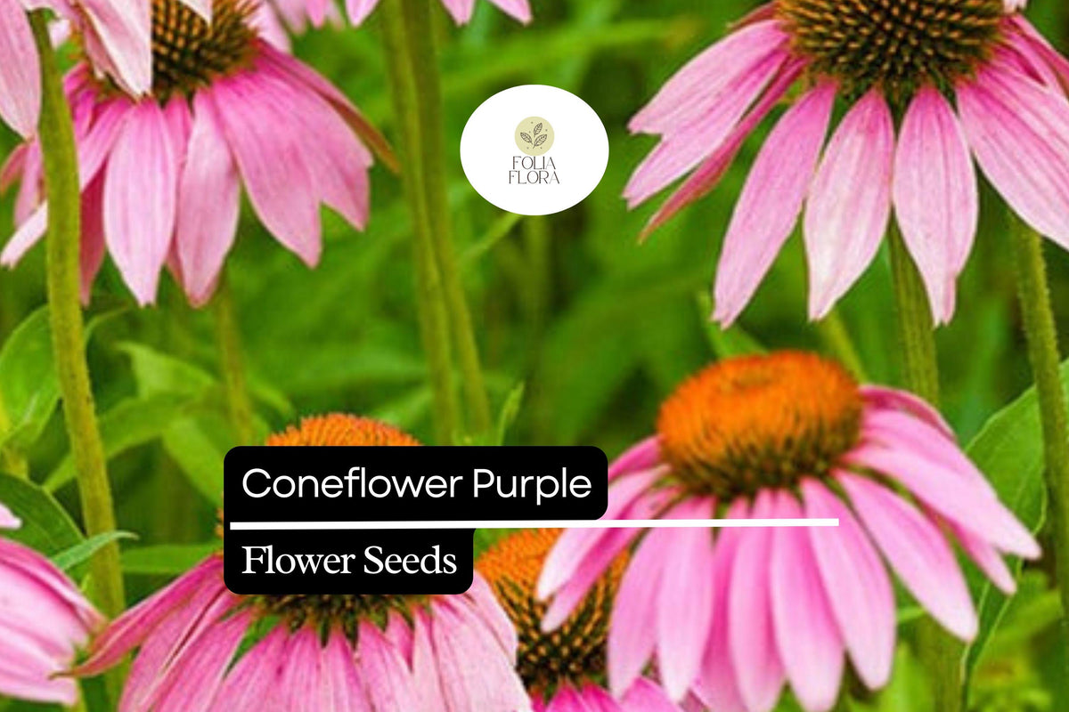 1000 Seeds Purple Coneflower â€“ Echinacea purpurea, Perennial Flower for Pollinators
