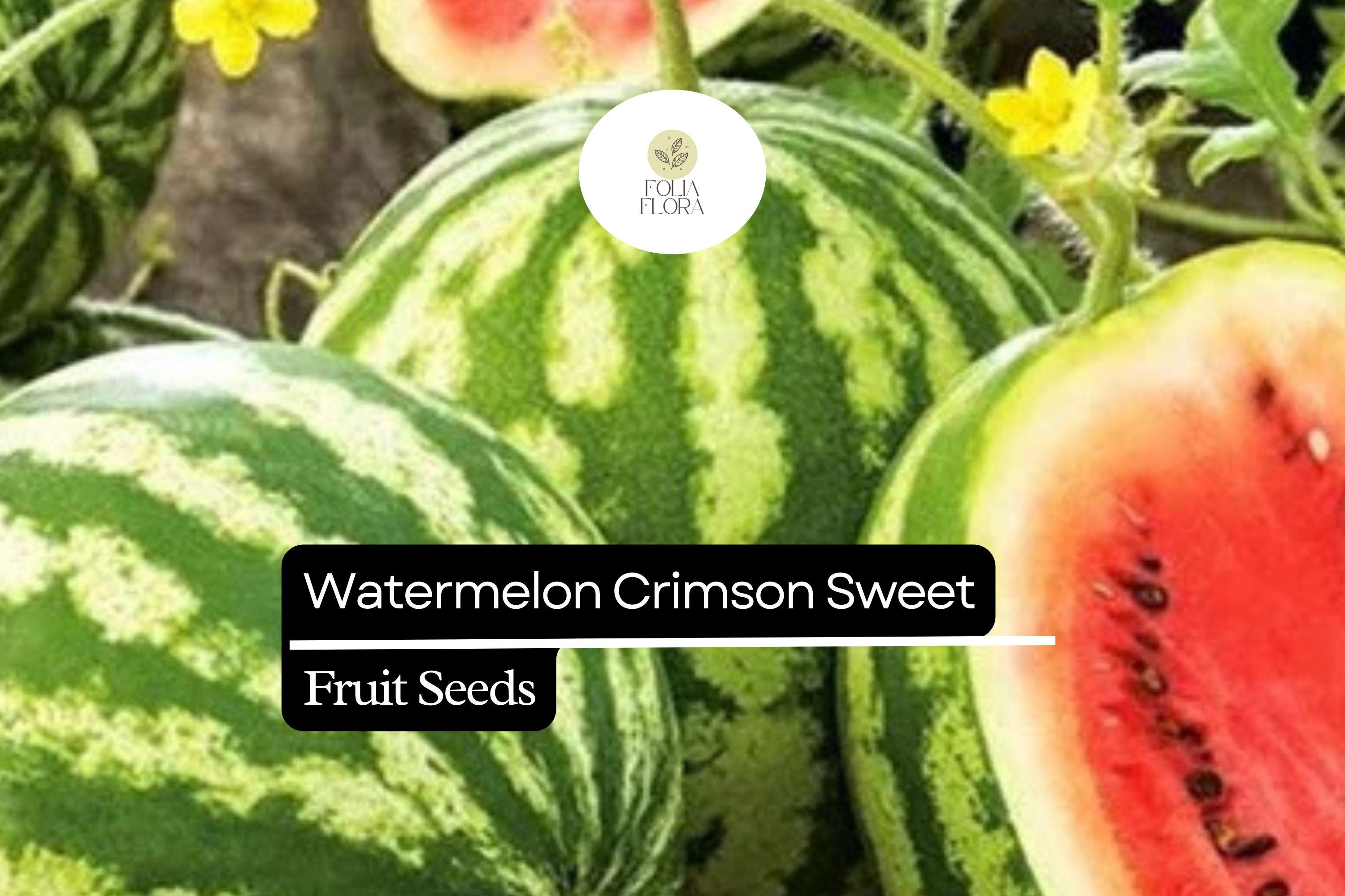 25 Seeds Crimson Sweet Watermelon, Heirloom Juicy Melons, Large and Sweet Fruit