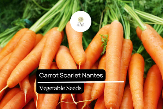 Scarlet Nantes Carrot Seeds, Heirloom Variety (300 Seeds)