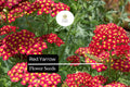 1000 Seeds Red Yarrow â€“ Achillea millefolium, Hardy Perennial Wildflower