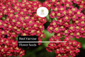 2500 Seeds Red Yarrow â€“ Achillea millefolium, Hardy Perennial Wildflower