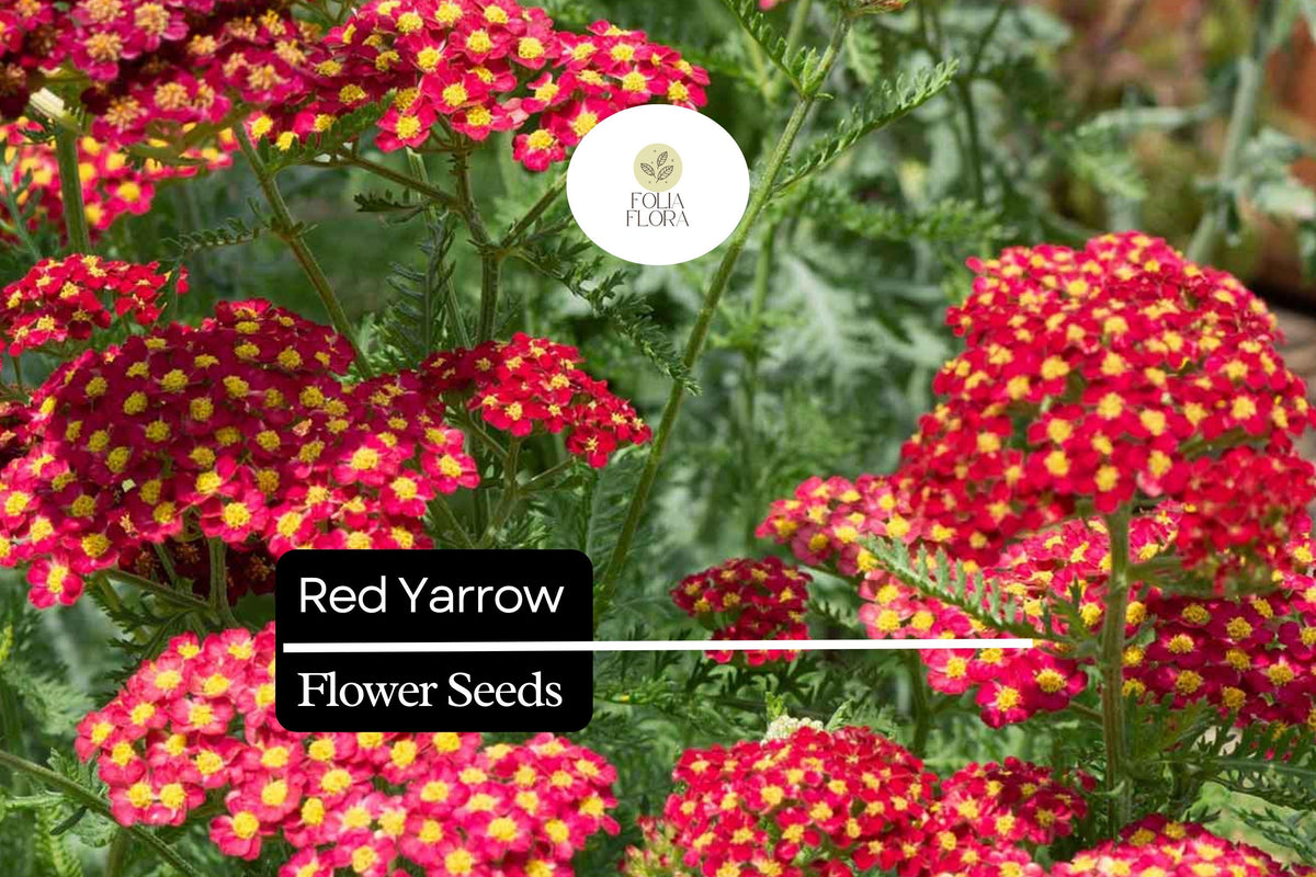10000 Seeds Red Yarrow, Achillea Millefolium, Vibrant Perennial Pollinator Plant
