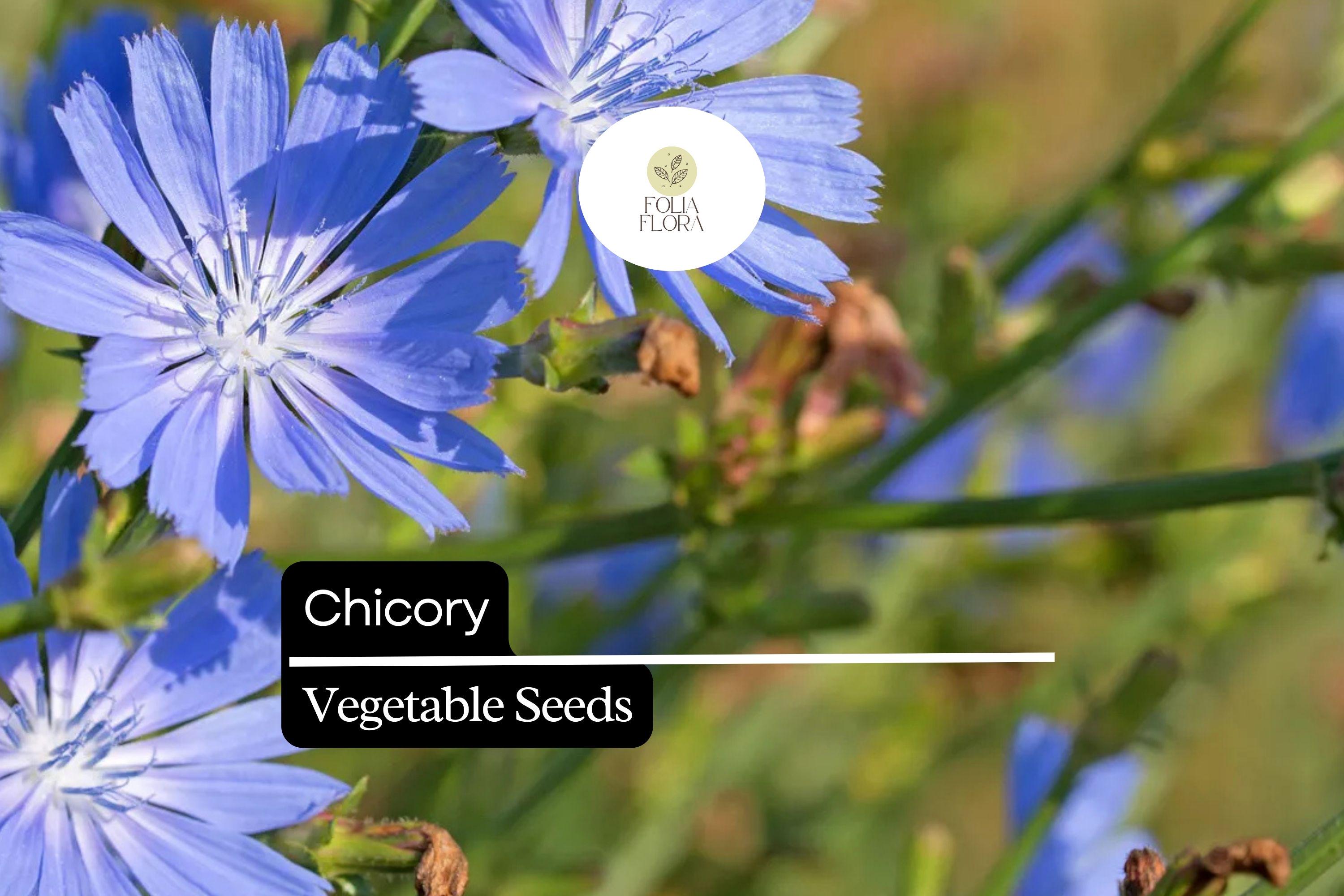 600 Seeds Chicory, Cichorium Intybus, Heirloom Edible Greens and Root Herb