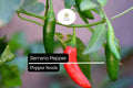 30 Seeds Serrano Pepper, Capsicum Annuum, Spicy Heirloom Chili for Gardens