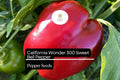 California Wonder Sweet Bell Pepper Seeds â€“ 30 Heirloom Seeds