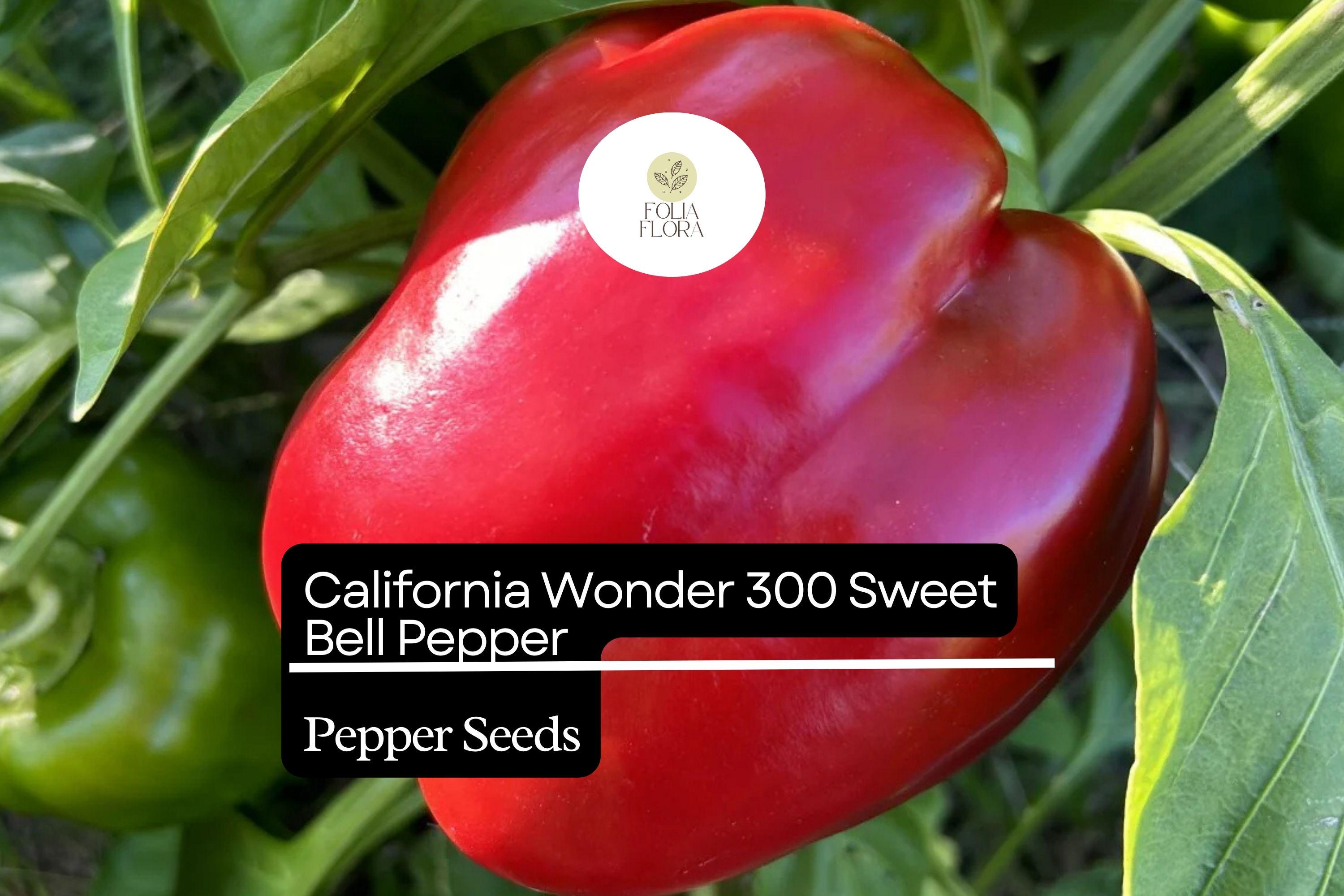 California Wonder Sweet Bell Pepper Seeds â€“ 30 Heirloom Seeds