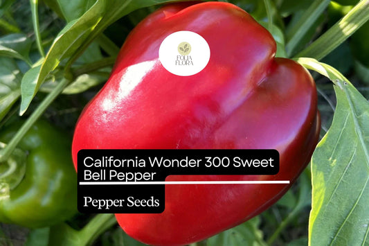 California Wonder Sweet Bell Pepper Seeds â€“ 30 Heirloom Seeds