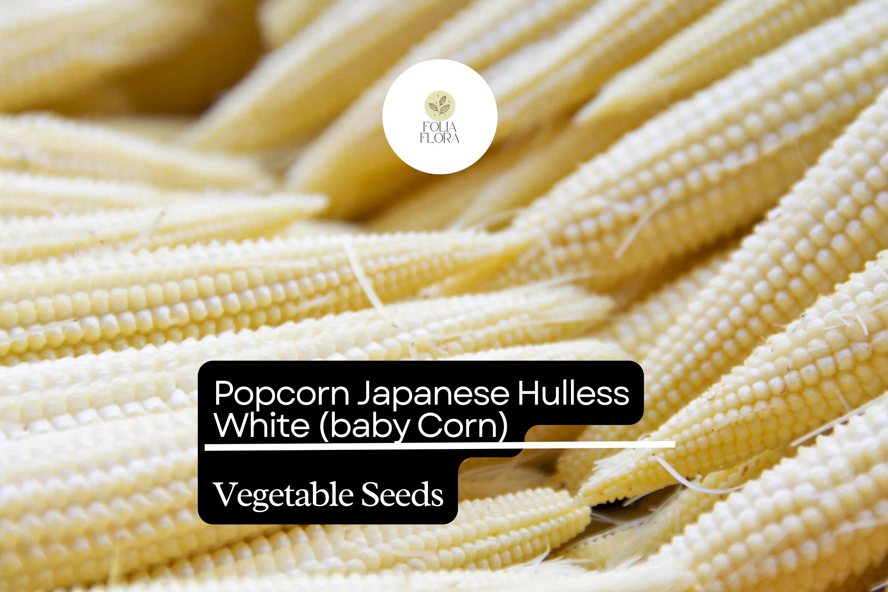 5g Popcorn Japanese Hulless White Seeds Zea mays | Tender Baby Corn & Gourmet Popcorn Variety