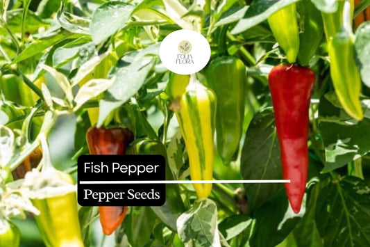 10 Seeds Fish Pepper â€“ Capsicum annuum, Unique Striped Heirloom Hot Pepper