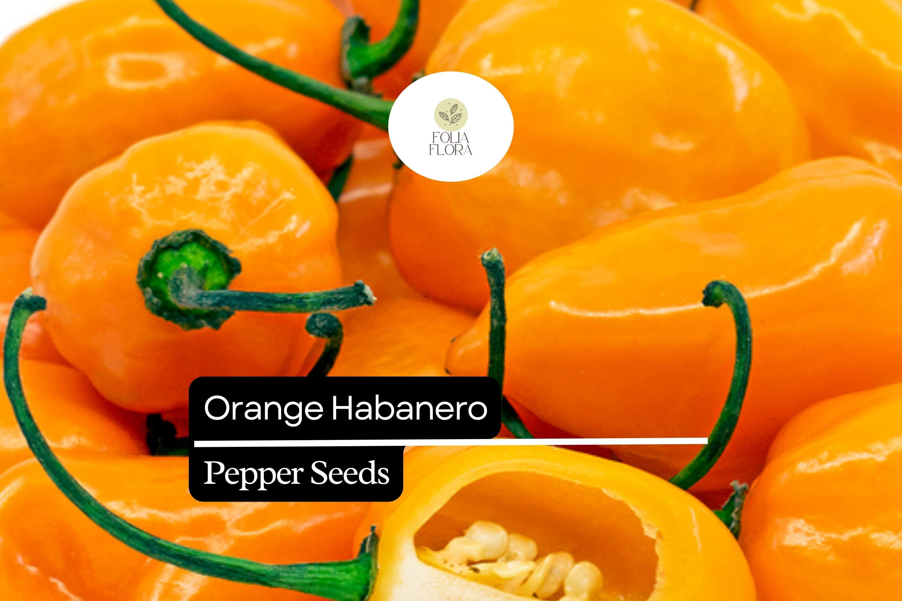 20 Seeds Orange Habanero Pepper â€“ Capsicum chinense, Fiery Heirloom Hot Pepper