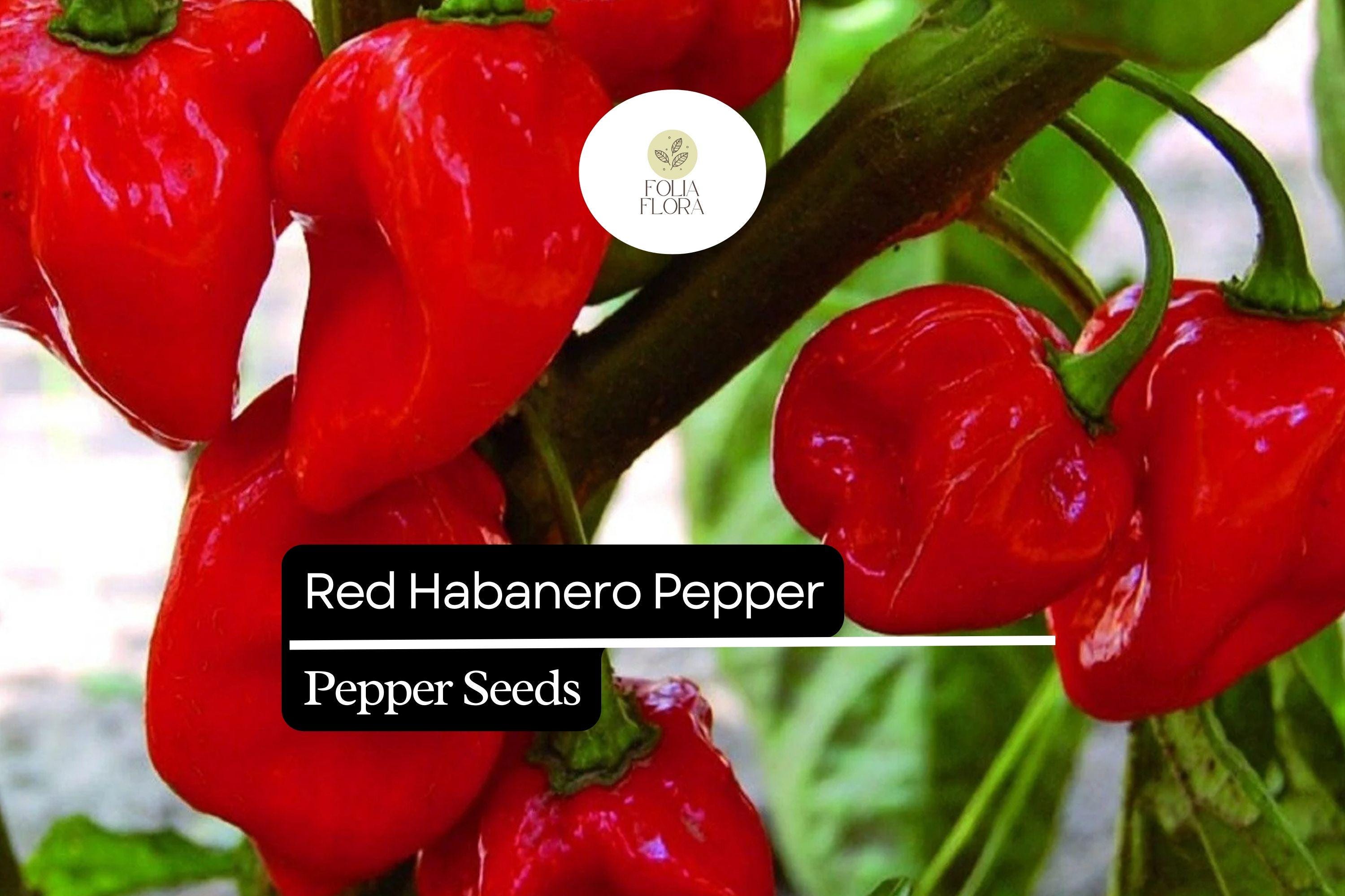 20 Seeds Red Habanero Pepper â€“ Capsicum chinense, Fiery Hot Heirloom Chili