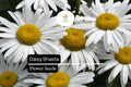 1000 Seeds Daisy Shasta, Leucanthemum Ã— Superbum, Classic Perennial White Flowers