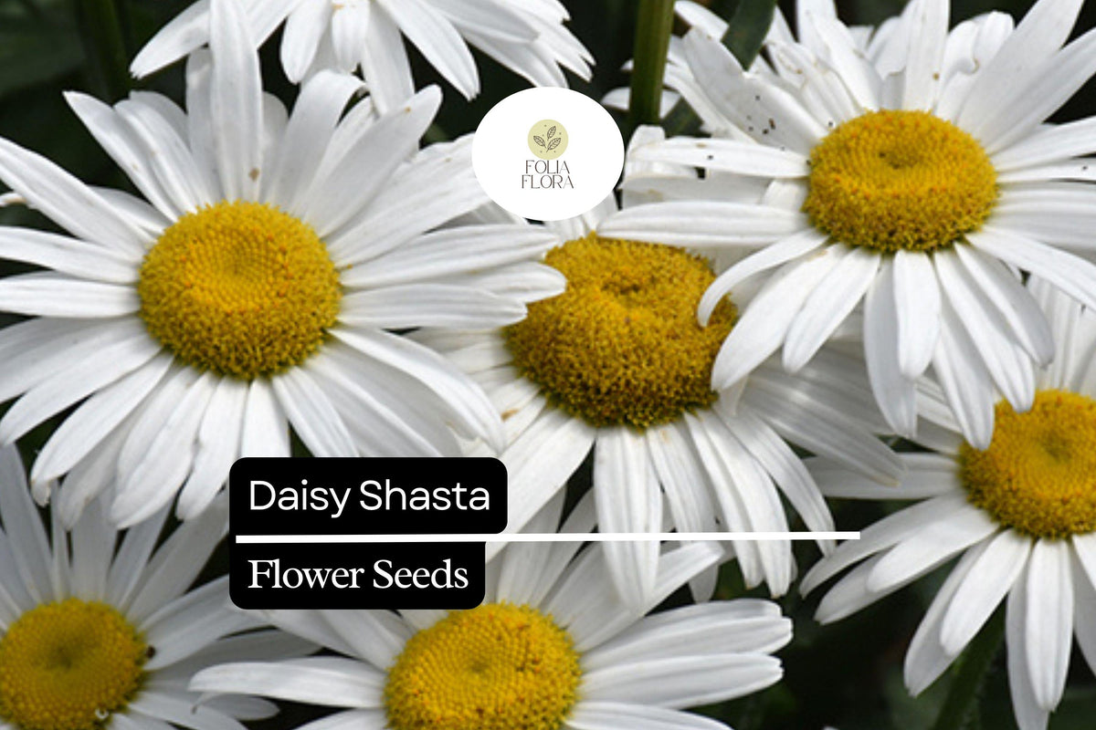 1000 Seeds Daisy Shasta, Leucanthemum Ã— Superbum, Classic Perennial White Flowers