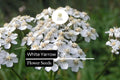 5000 Seeds White Yarrow â€“ Achillea millefolium, Perennial Pollinator-Friendly Herb