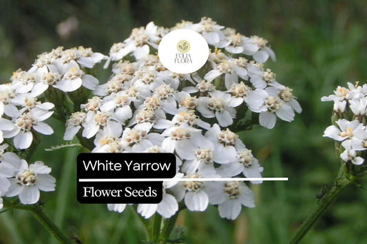 10.000 Seeds White Yarrow, Achillea Millefolium, Hardy Perennial Wildflower for Pollinator Gardens