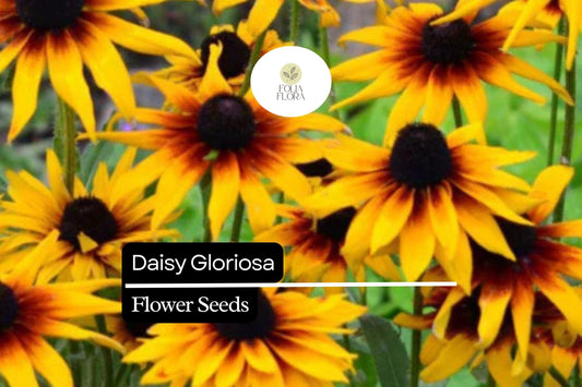 10.000 Seeds Daisy Gloriosa, Rudbeckia Hirta, Bright Yellow-Orange Perennial Wildflowers