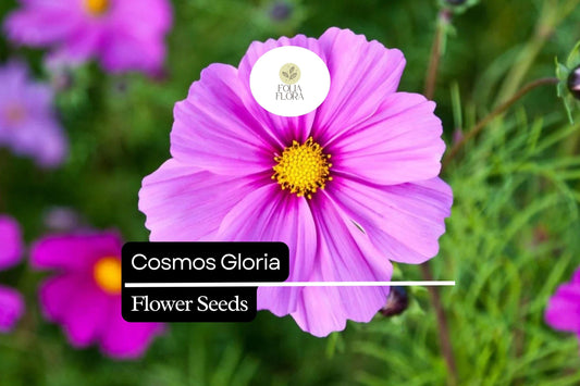 Cosmos Gloria Flower Seeds â€“ Bright Pink, Pollinator-Friendly