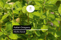 2000 Seeds Italian Oregano (Origanum vulgare) â€“ Aromatic Culinary Herb for Gardens, Pots & Spice Racks