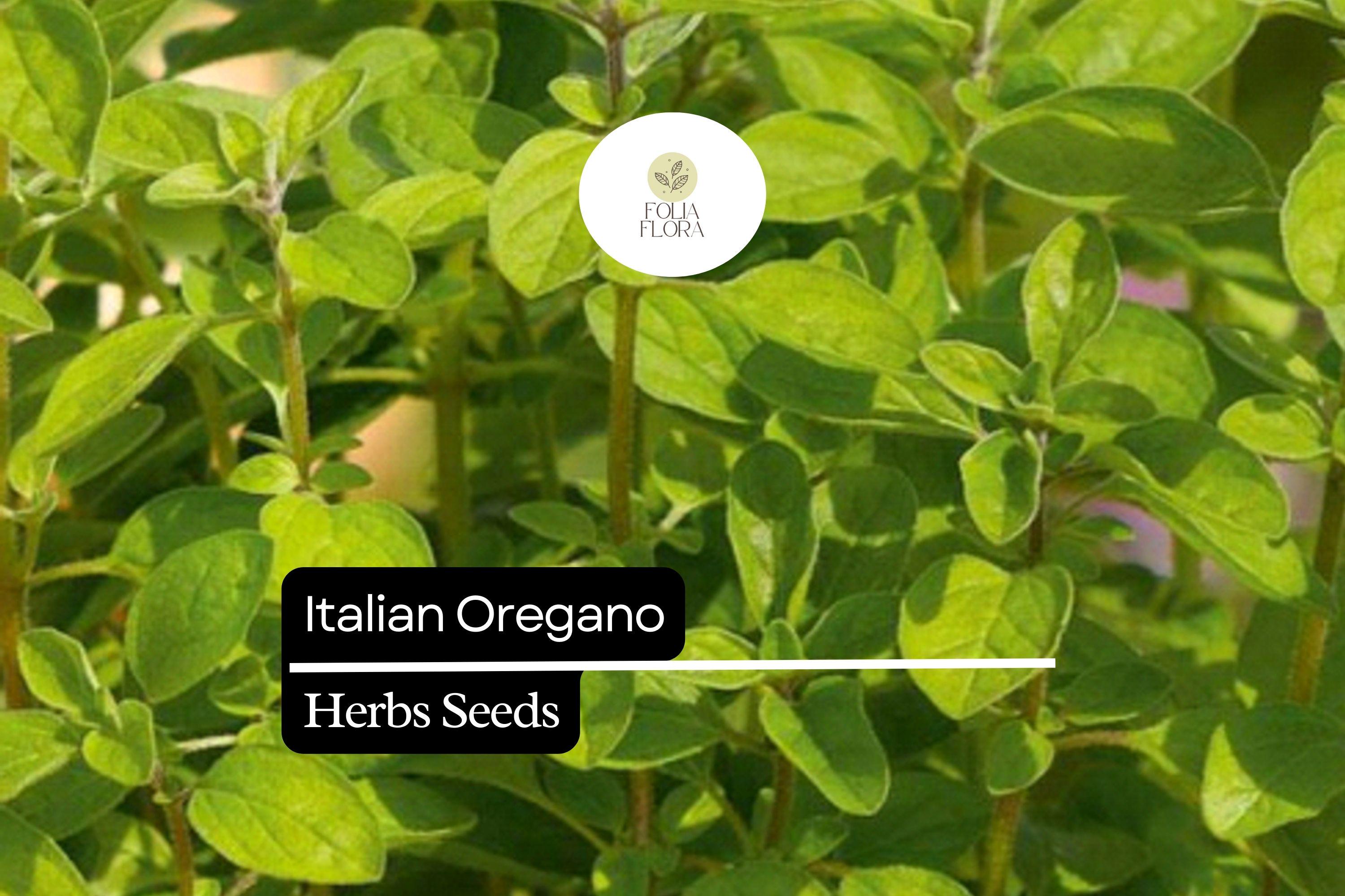 2000 Seeds Italian Oregano (Origanum vulgare) â€“ Aromatic Culinary Herb for Gardens, Pots & Spice Racks