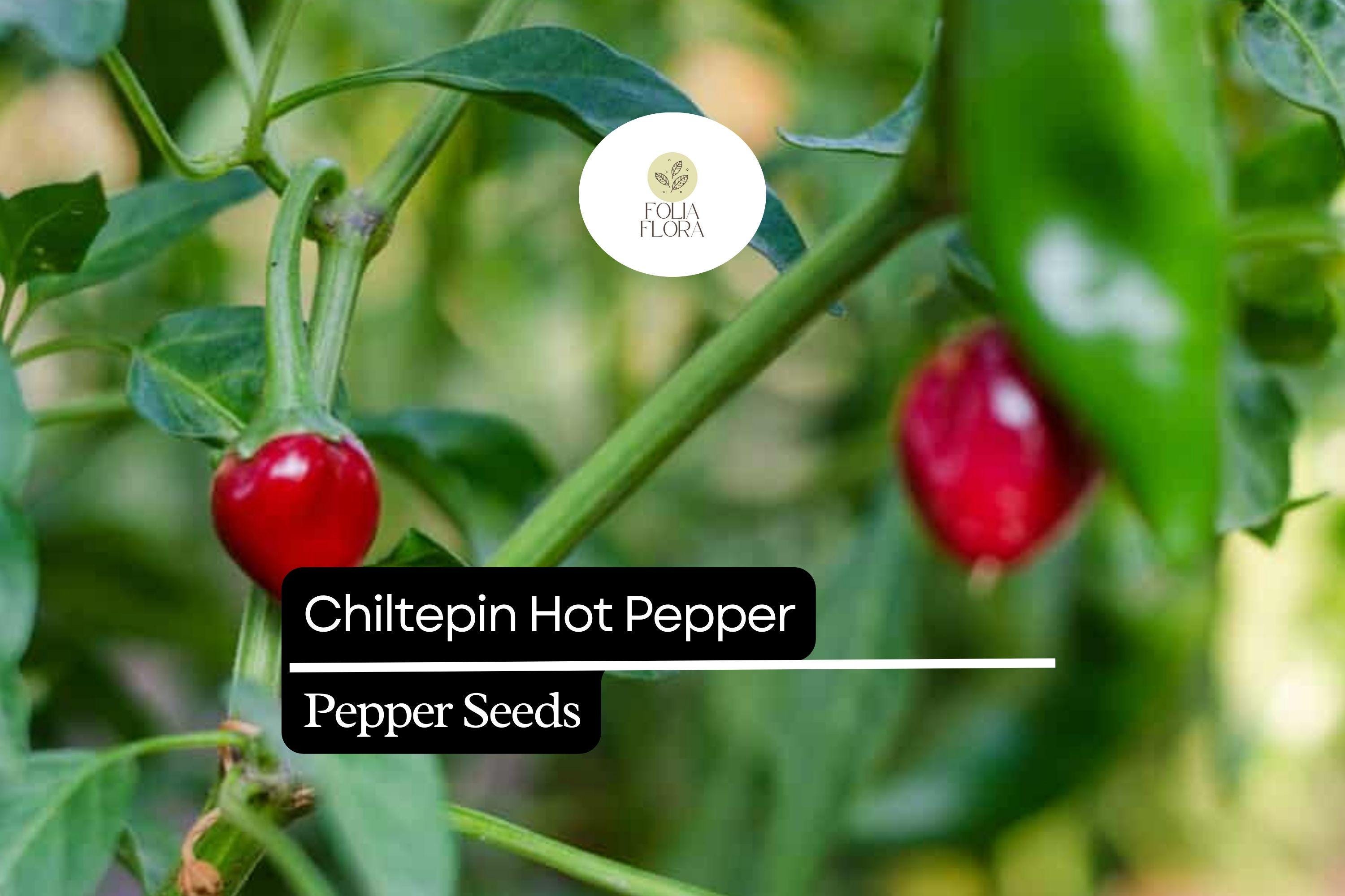 Chiltepin Pepper Seeds â€“ Wild Hot Pepper, Unique Smoky Flavor