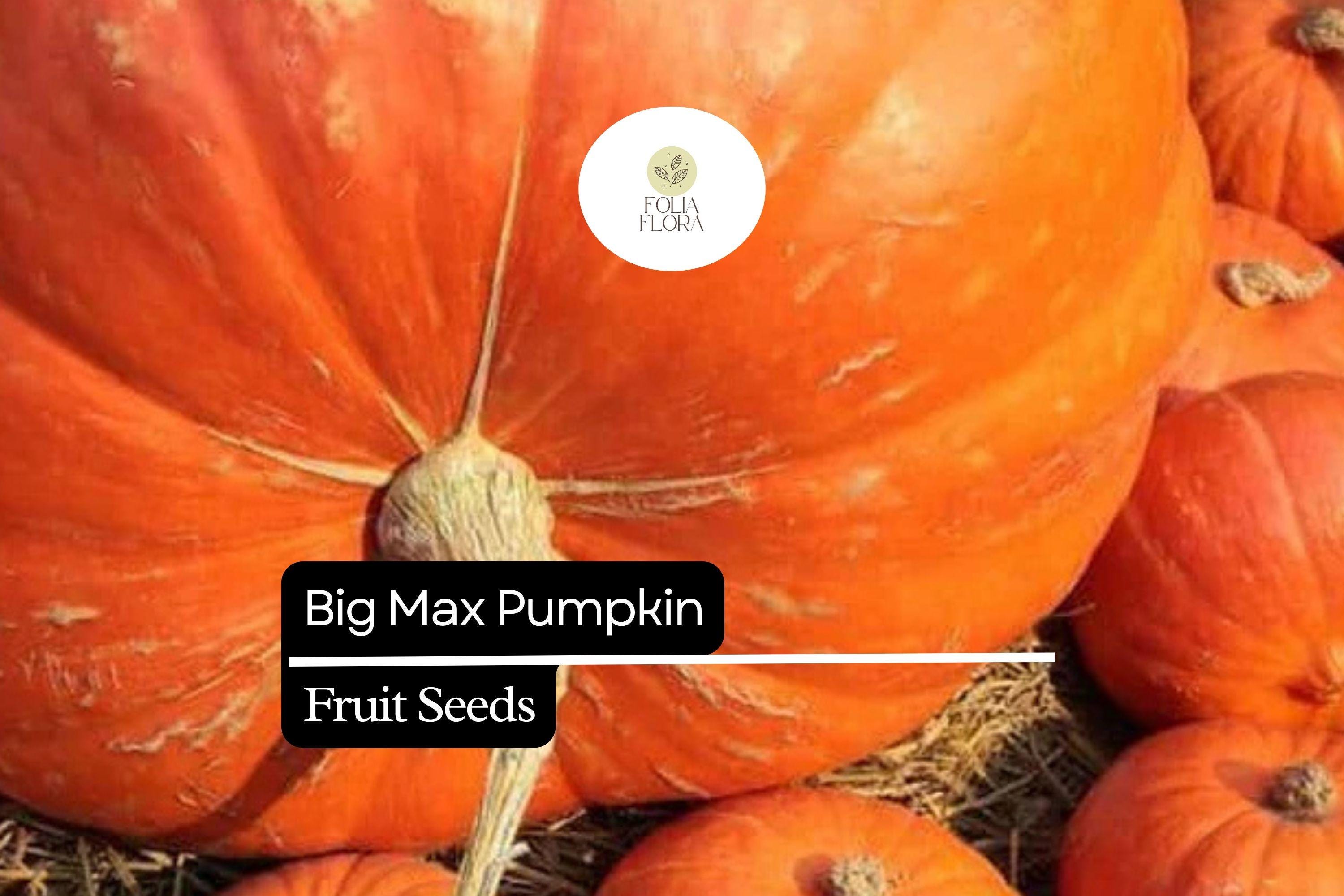 Big Max Pumpkin Seeds â€“ Giant Orange Variety, Carving & Baking
