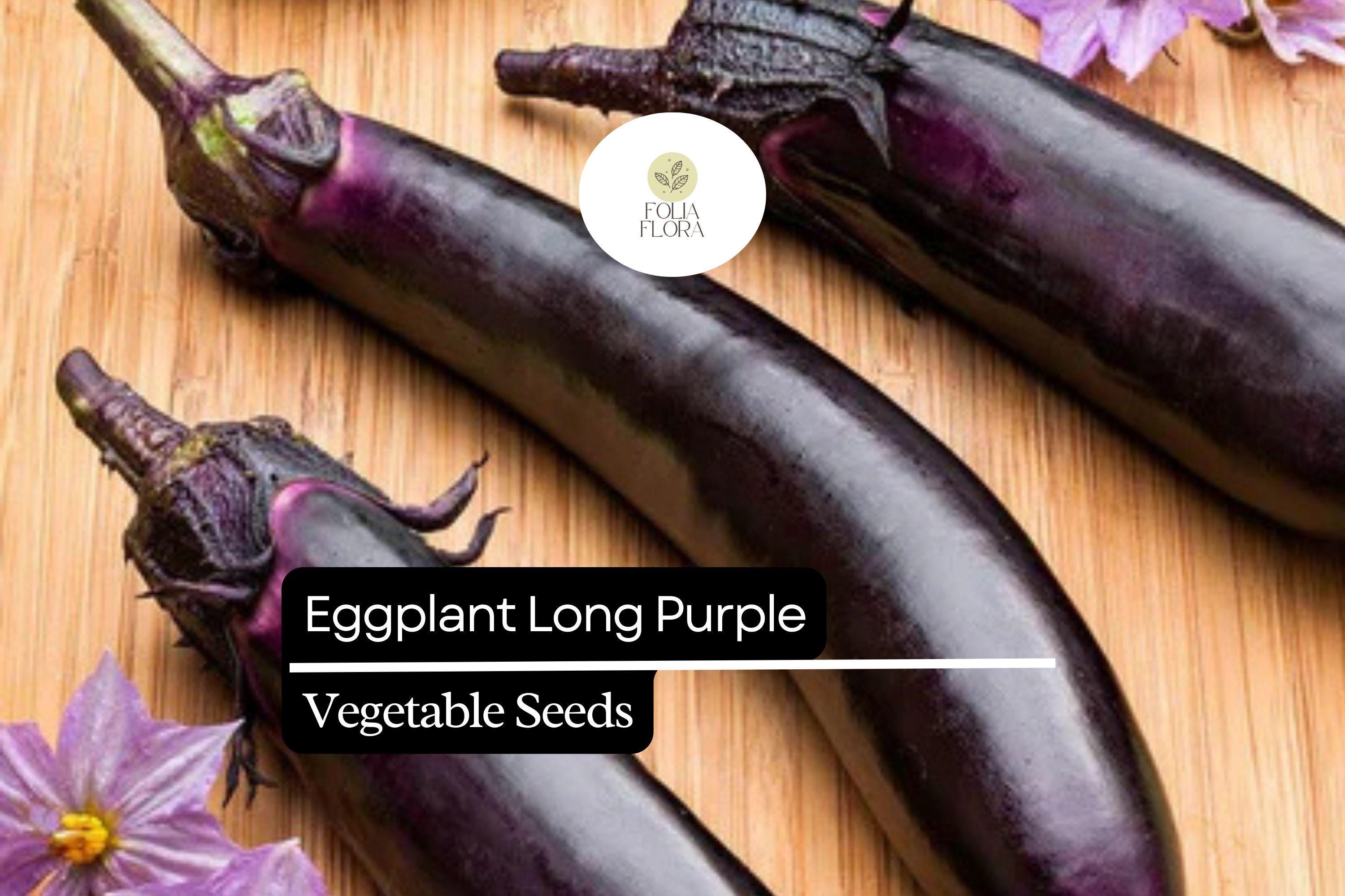 Eggplant Long Purple Seeds – Heirloom Solanum melongena, 8-10 Inch Fruits, Tender Skin, High Yield, Full Sun, USDA Zones 4-9