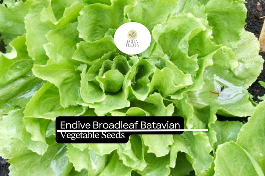 Endive Broadleaf Batavian Seeds (1g) | Heirloom Salad Green