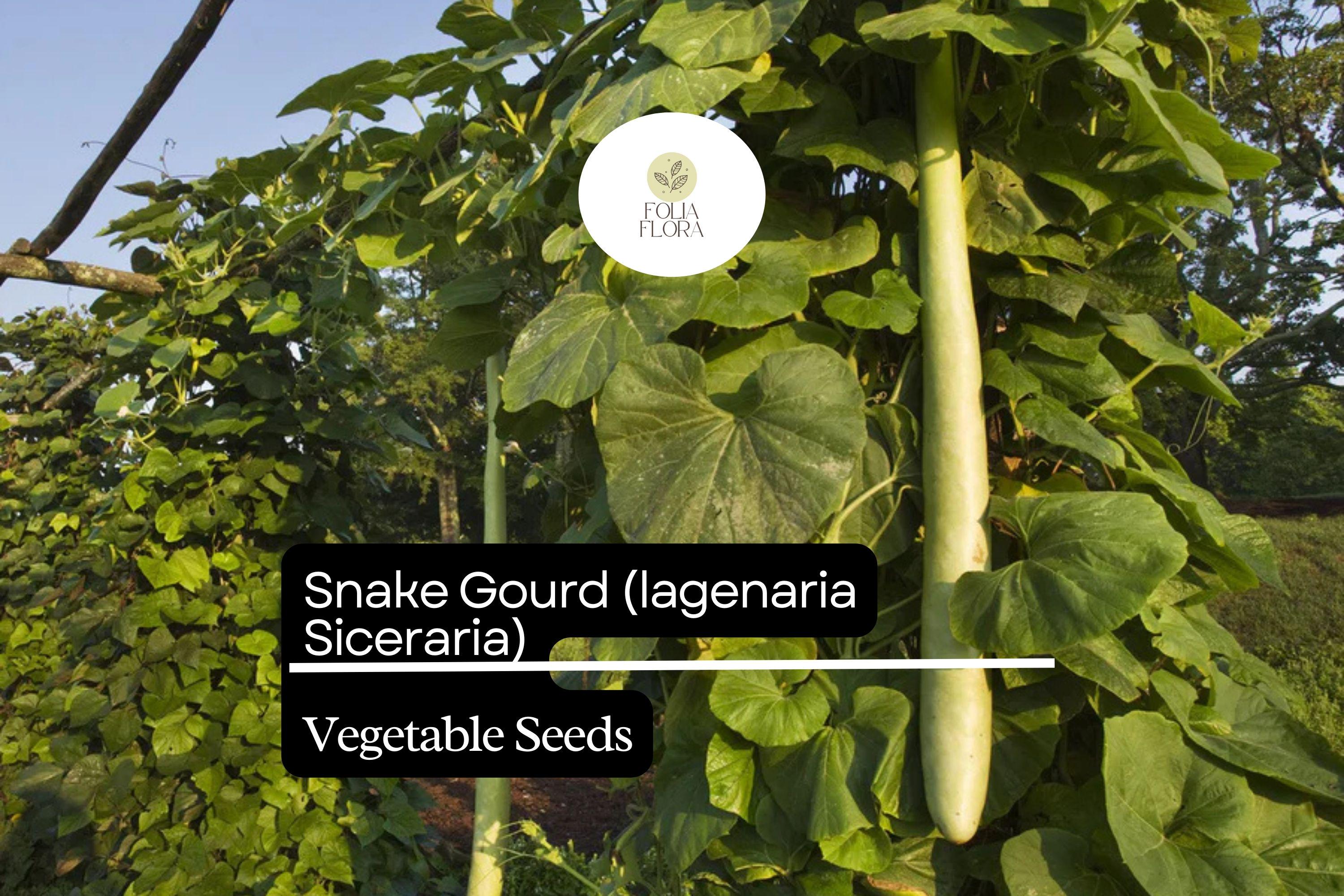 10 Seeds Snake Gourd | Lagenaria siceraria | Heirloom, Non-GMO Exotic Vegetable | Vigorous & High-Yield