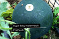 25 Seeds Sugar Baby Watermelon (Citrullus lanatus) â€“ Sweet Icebox Watermelon for Home Gardens