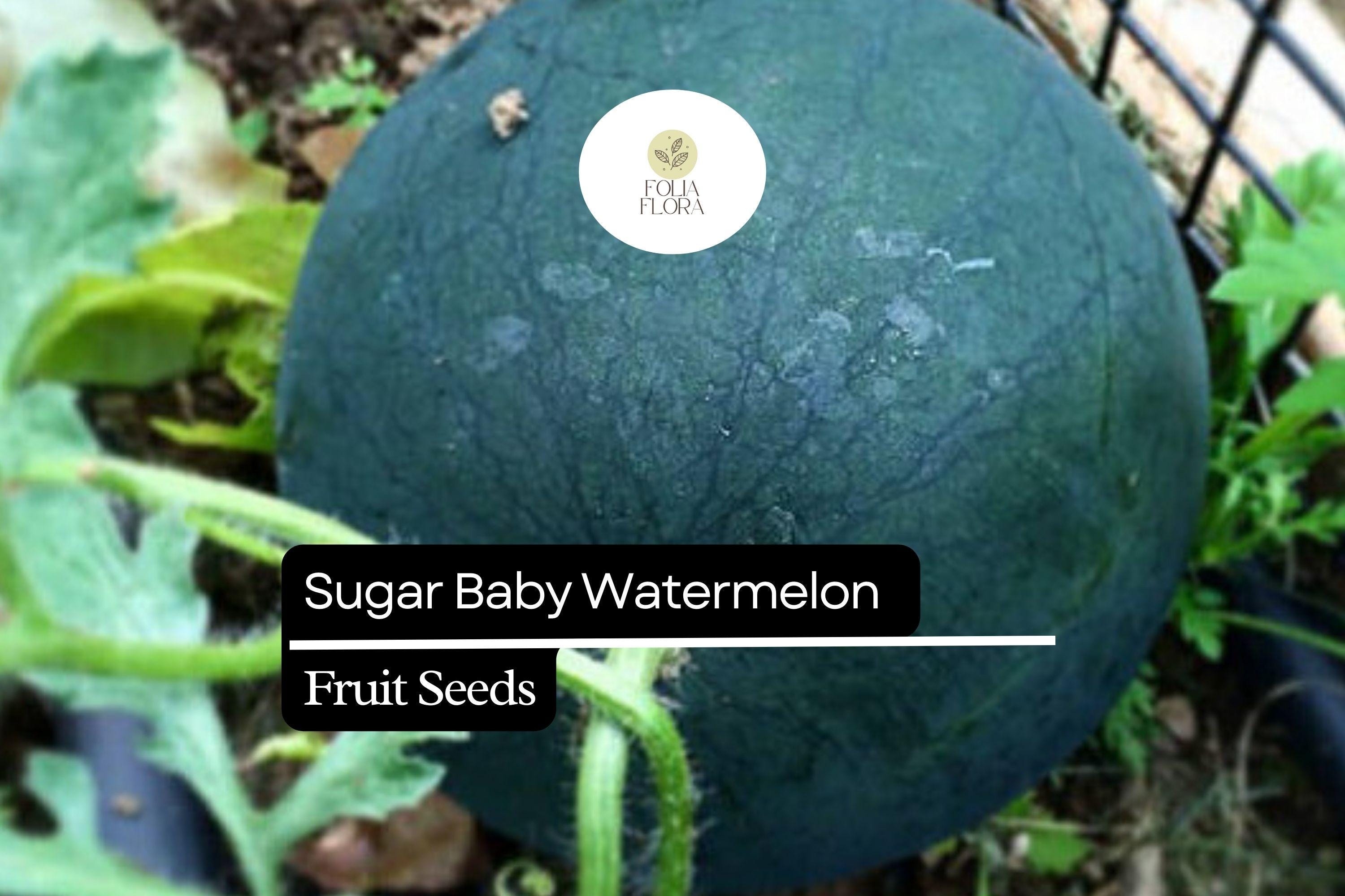 25 Seeds Sugar Baby Watermelon (Citrullus lanatus) â€“ Sweet Icebox Watermelon for Home Gardens