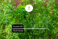 500 Seeds Dukat Dill (Anethum graveolens) â€“ Aromatic Herb for Culinary and Garden Use