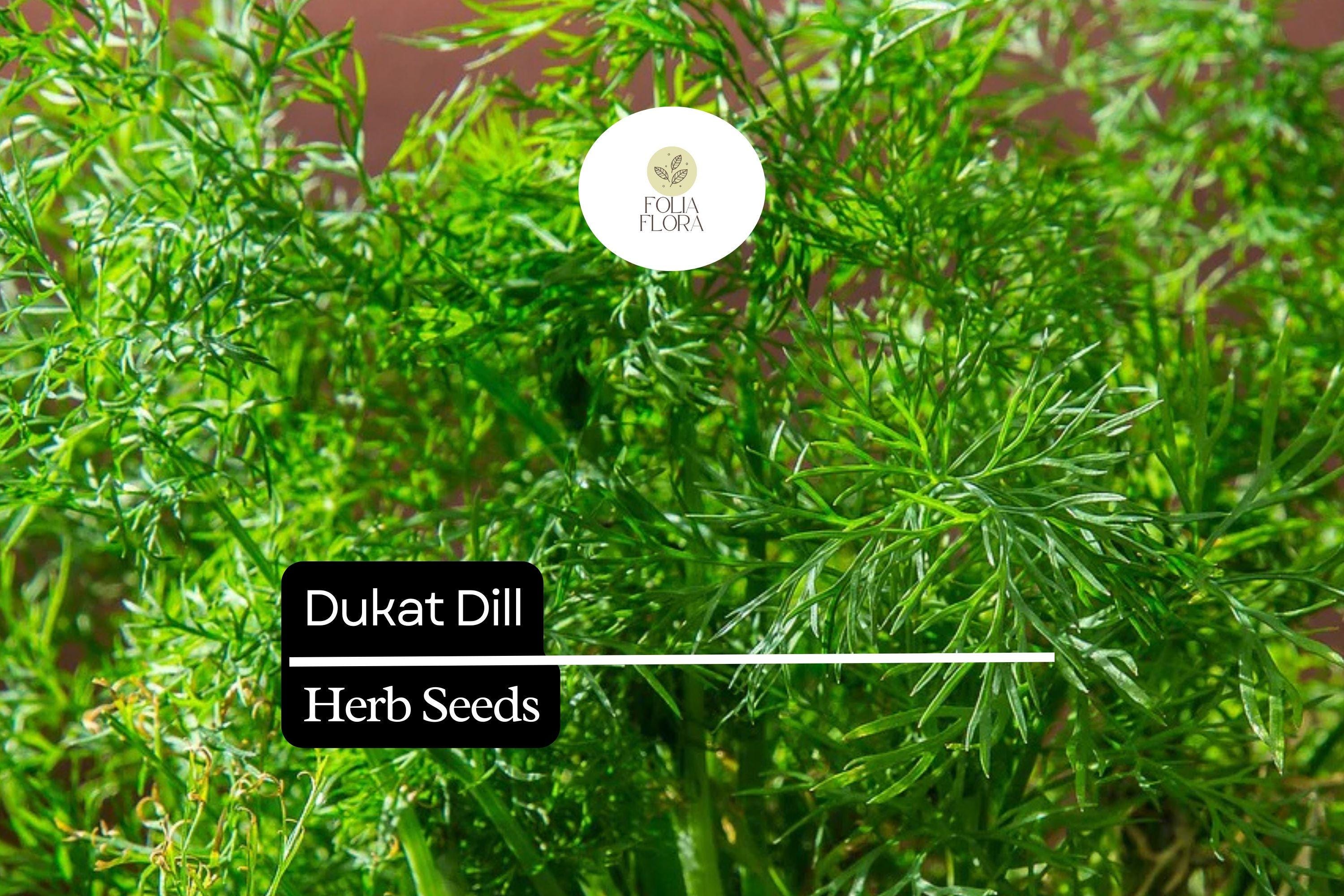 500 Seeds Dukat Dill (Anethum graveolens) â€“ Aromatic Herb for Culinary and Garden Use