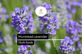 50 Seeds Munstead Lavender (Lavandula angustifolia) â€“ Fragrant, Hardy English Lavender