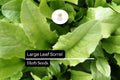 400 Seeds Large Leaf Sorrel (Rumex acetosa) â€“ Healthy Perennial Herb for Fresh Greens