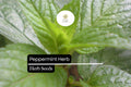 500 Seeds Peppermint, Mentha Ã— Piperita, Aromatic Herb for Teas, Culinary Use, and Natural Remedies