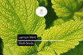 Lemon Mint Seeds, Fragrant Herb, Culinary & Tea Use