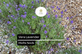 100mg Vera Lavender Seeds Lavandula angustifolia | Fragrant Herb, Heirloom, Non-GMO, Pollinator-Friendly, Perennial