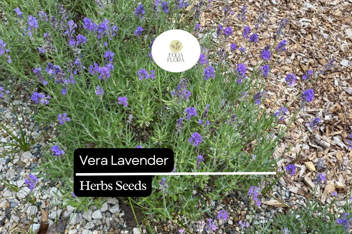 100mg Vera Lavender Seeds Lavandula angustifolia | Fragrant Herb, Heirloom, Non-GMO, Pollinator-Friendly, Perennial