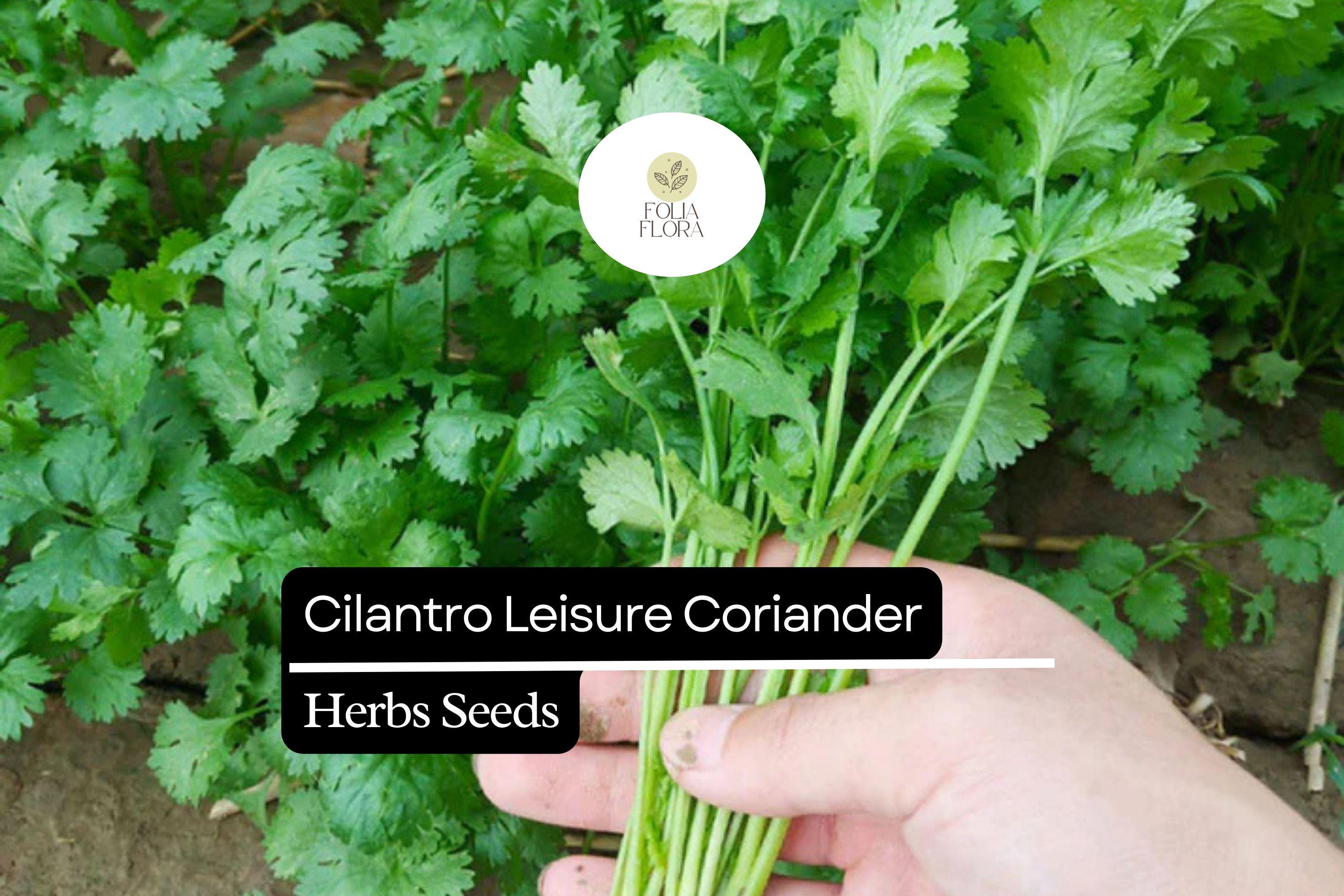 Cilantro Leisure Coriander Seeds | Fast-Growing, Non-GMO Heirloom