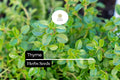100mg Thyme Seeds Thymus vulgaris | Aromatic Herb, Heirloom, Non-GMO, Perennial, Culinary Uses, Pollinator-Friendly